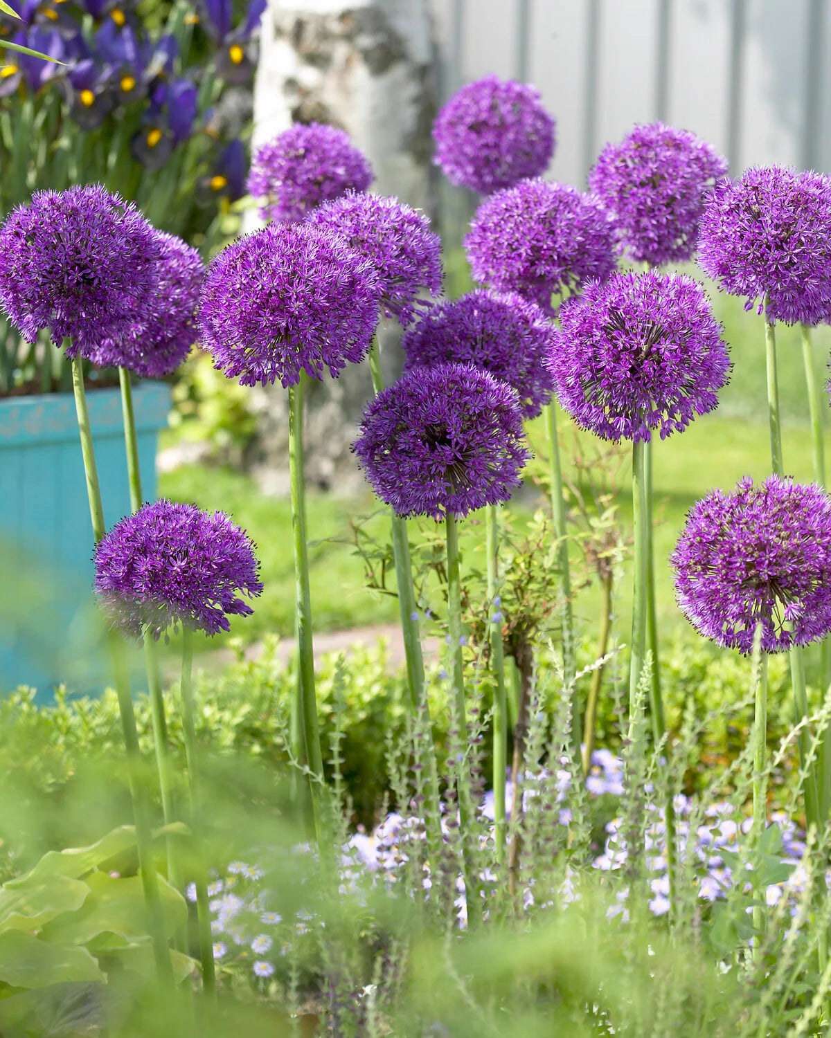 Allium 'Purple Sensation' "Dutch garlic" 3