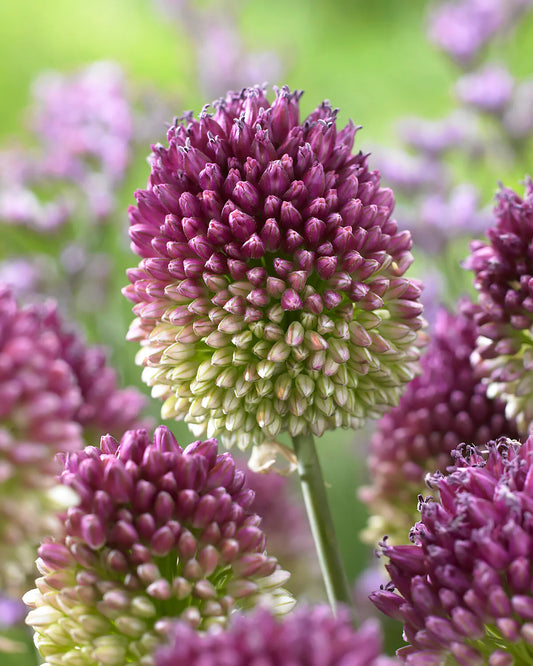 Allium sphaerocephalon "Drumsticks" bulbs 20