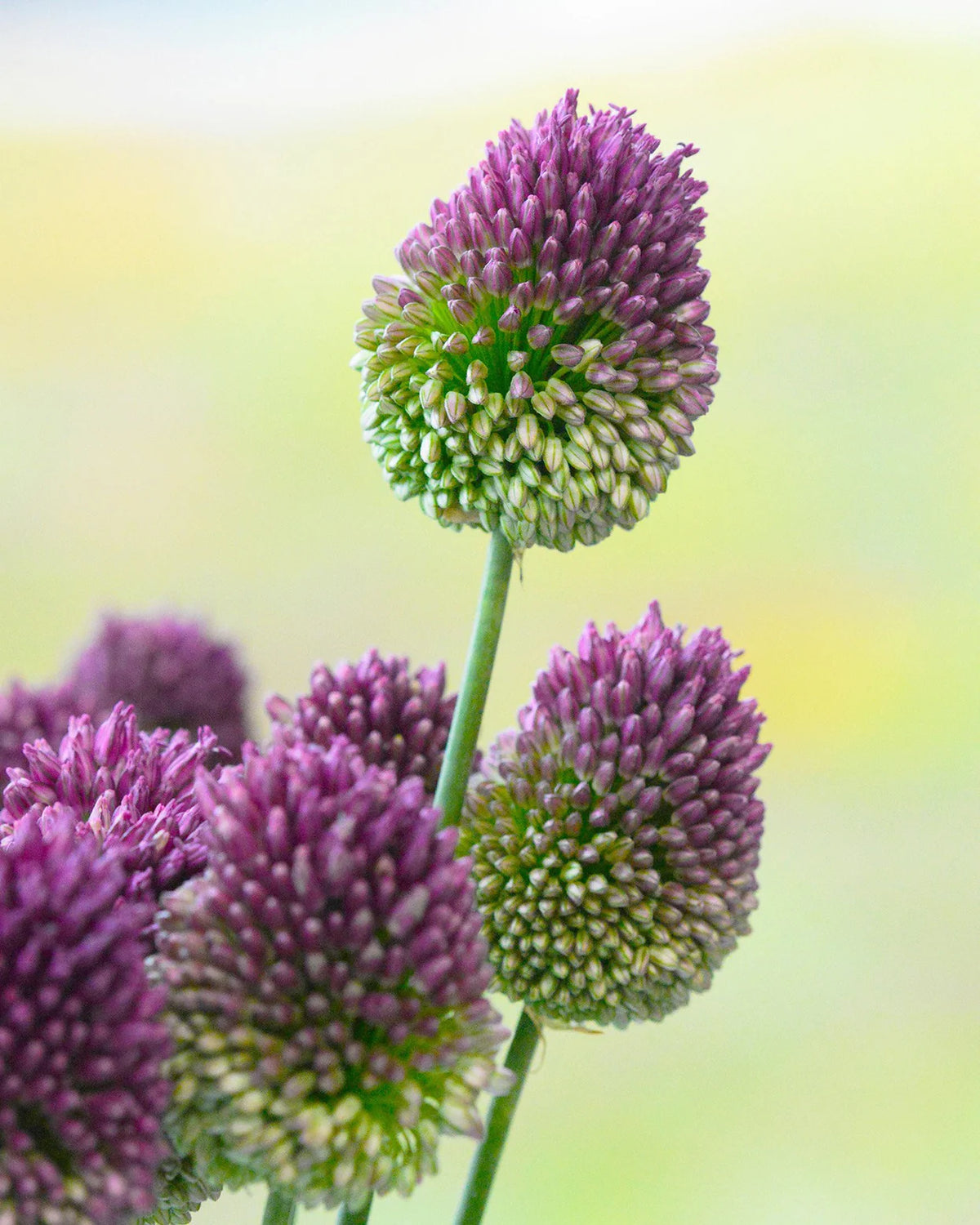 Allium sphaerocephalon "Drumsticks" bulbs 20
