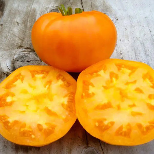 Amana TOMATO