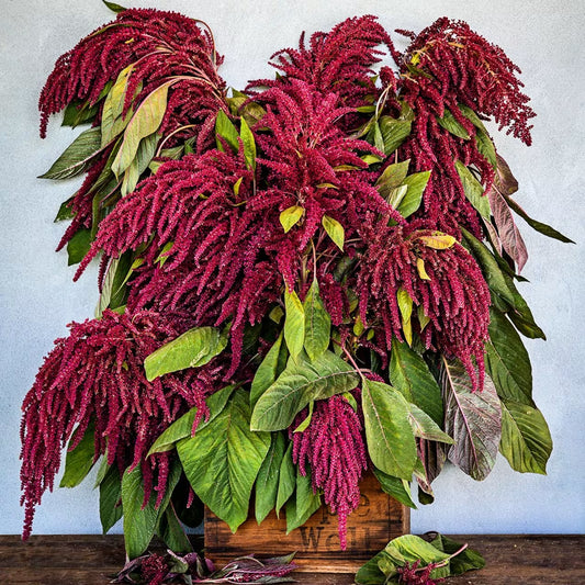 AMARANTH ELENA'S ROJO
