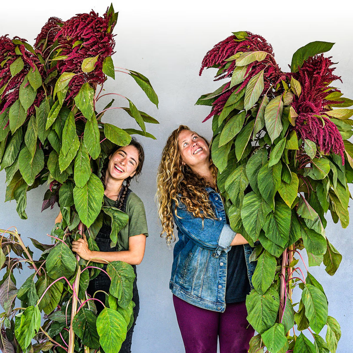 AMARANTH ELENA'S ROJO