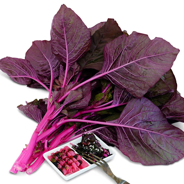 AMARANTH VLATHANKARA (BEETROOT