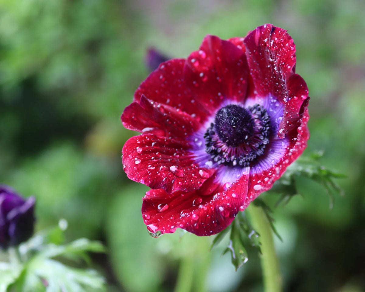 ( pre-order ) Anemone 'Mistral® Bordeaux 5 bulbs
