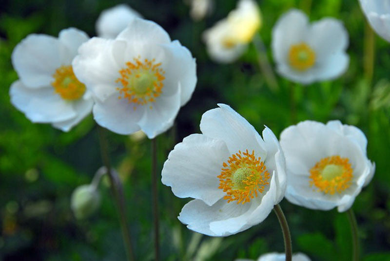 The Bride Anemone