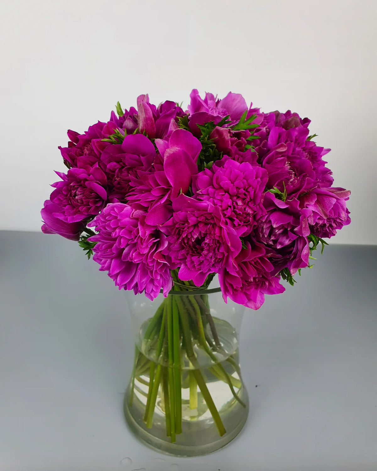 ( pre-order )  Anemone 'Fullstar Pink'  5 bulbs