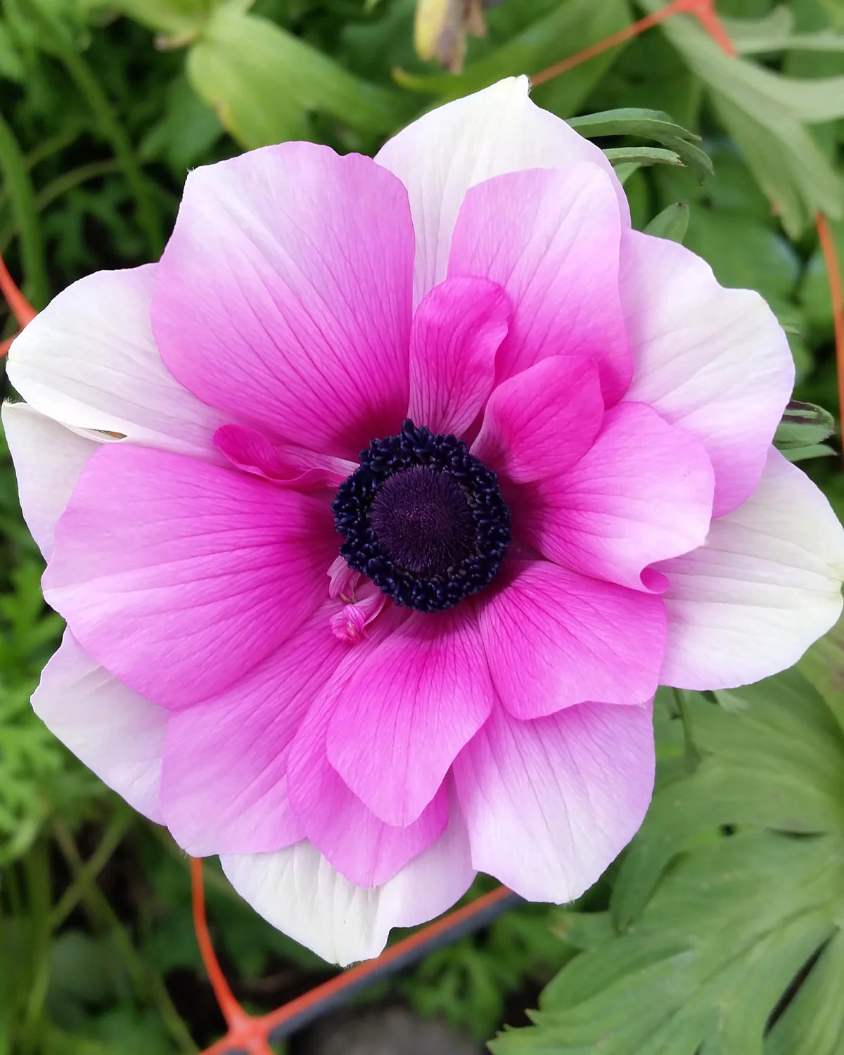( pre-order )  Anemone 'Rainbow Pink & White'  5 bulbs