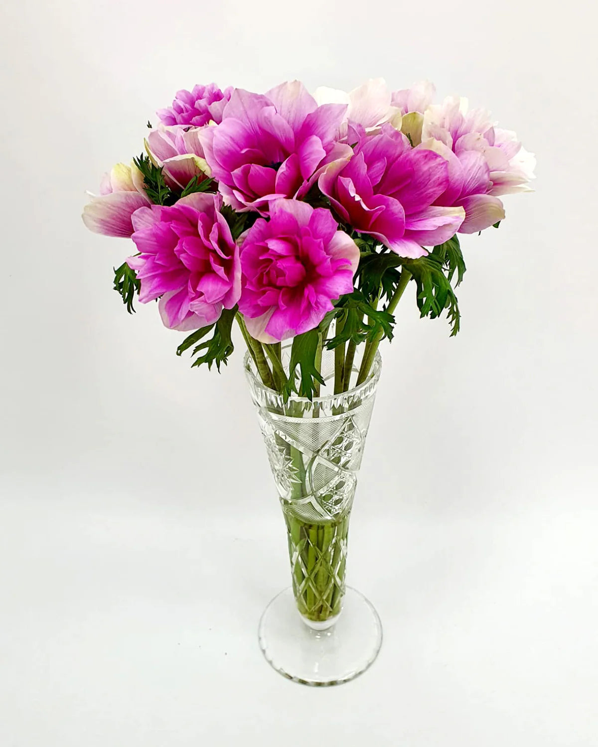 ( pre-order )  Anemone 'Rainbow Pink & White'  5 bulbs