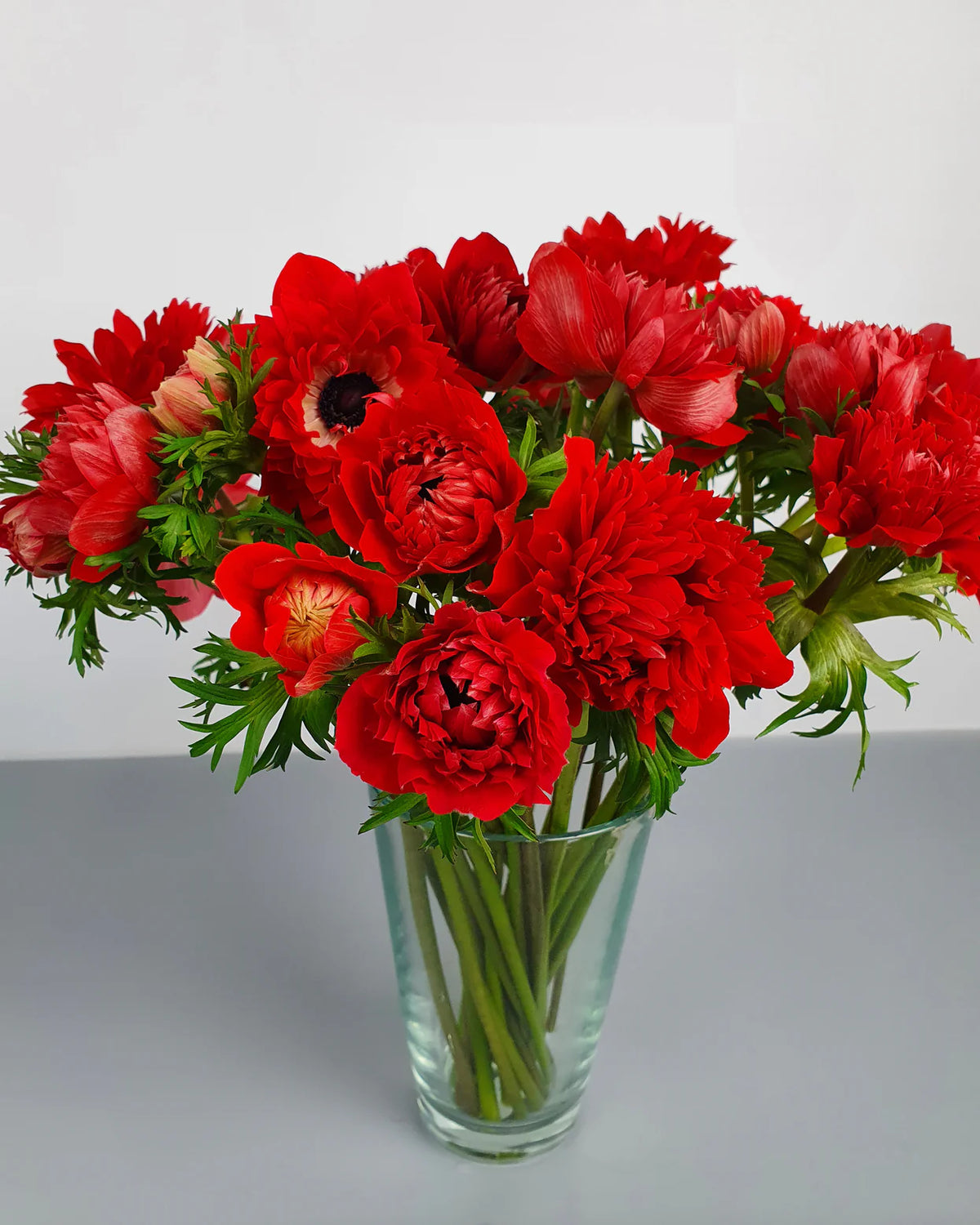 ( pre-order ) Anemone 'Fullstar Red' 5 bulbs