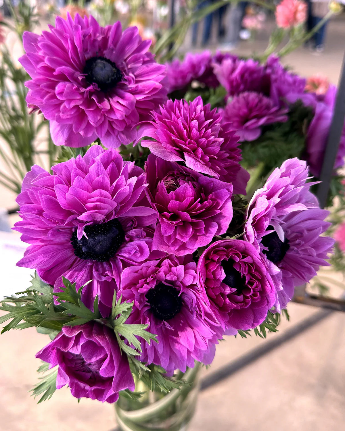 ( pre-order ) Anemone 'Levante® Fucsia'  5 bulbs