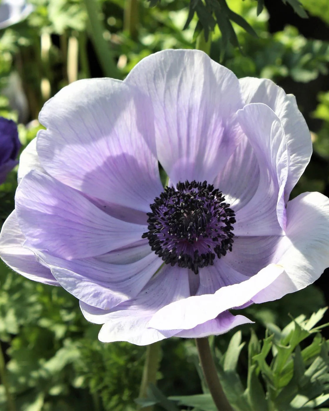( pre-order )  Anemone 'Mistral® Azzurro' 5 bulbs
