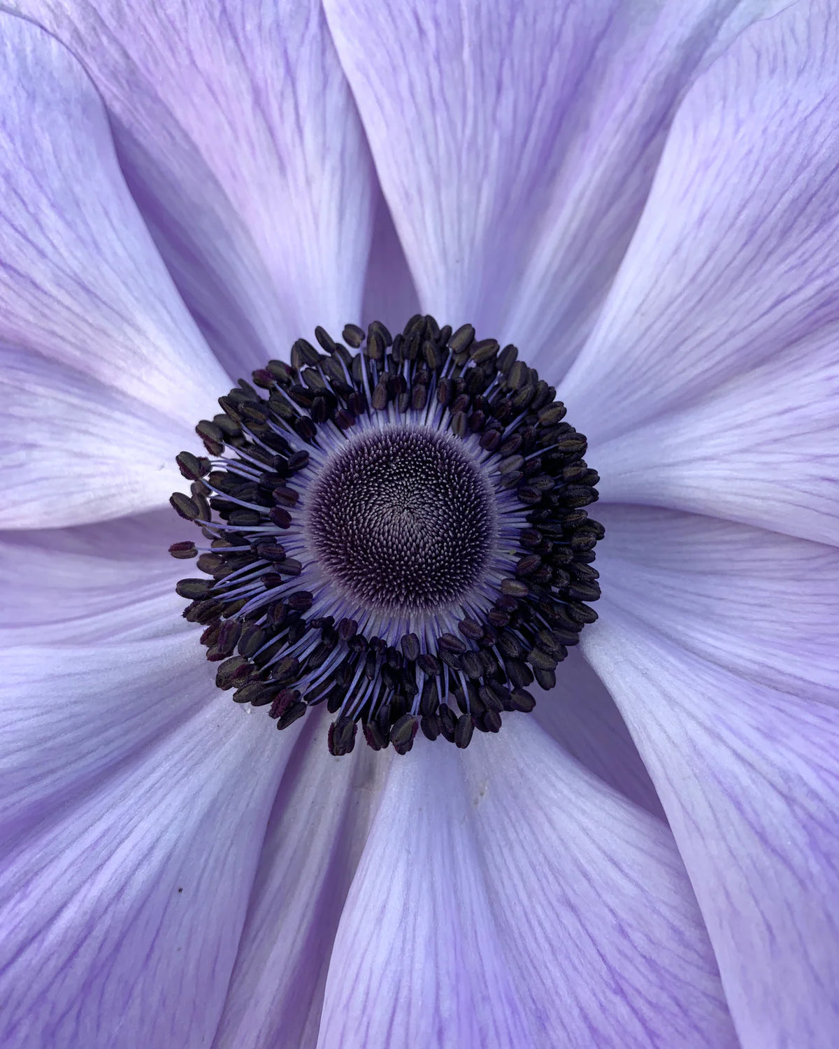 ( pre-order )  Anemone 'Mistral® Azzurro' 5 bulbs