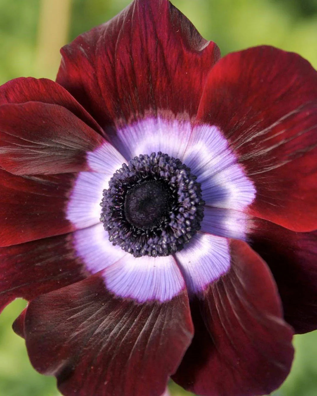 ( pre-order ) Anemone 'Mistral® Bordeaux 5 bulbs