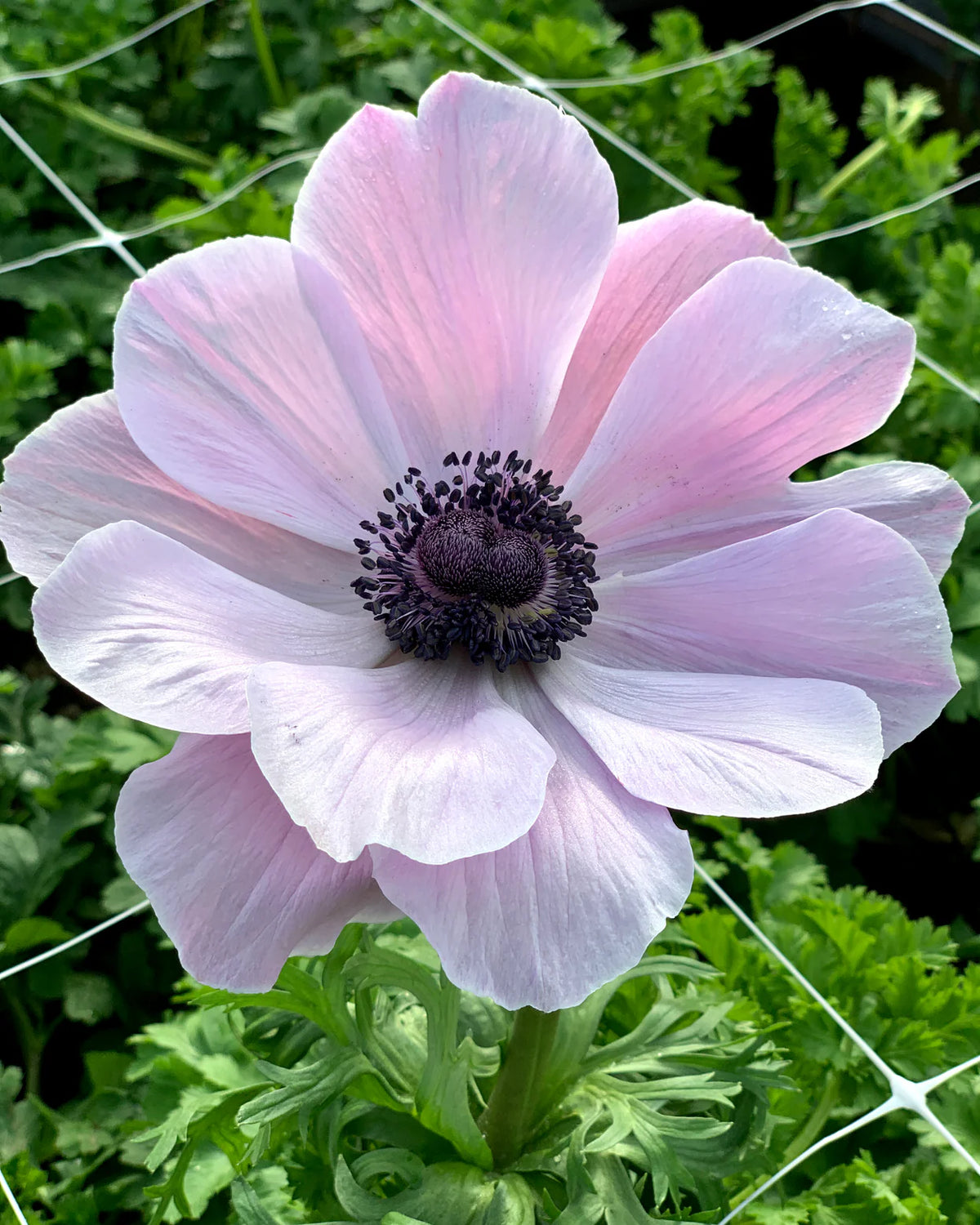 ( pre-order ) Anemone 'Mistral® Rarity' 5 bulbs