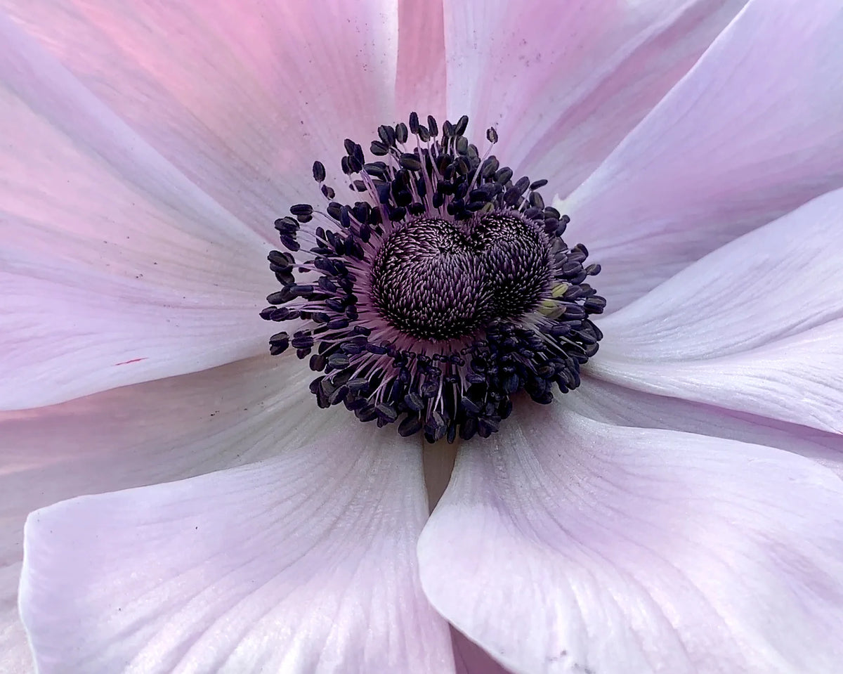 ( pre-order ) Anemone 'Mistral® Rarity' 5 bulbs