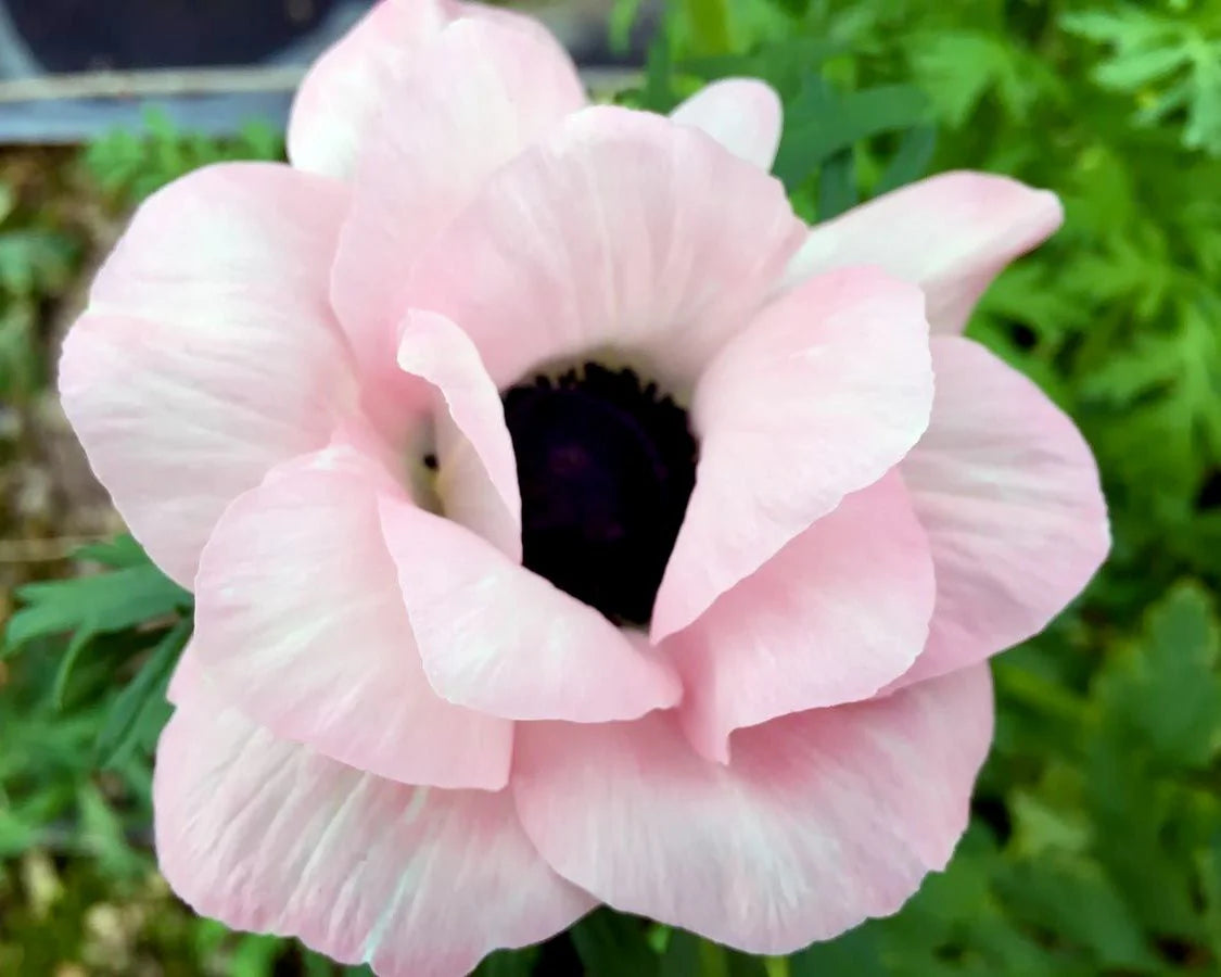 ( pre-order ) Anemone 'Rainbow Blue & White' 5 bulbs