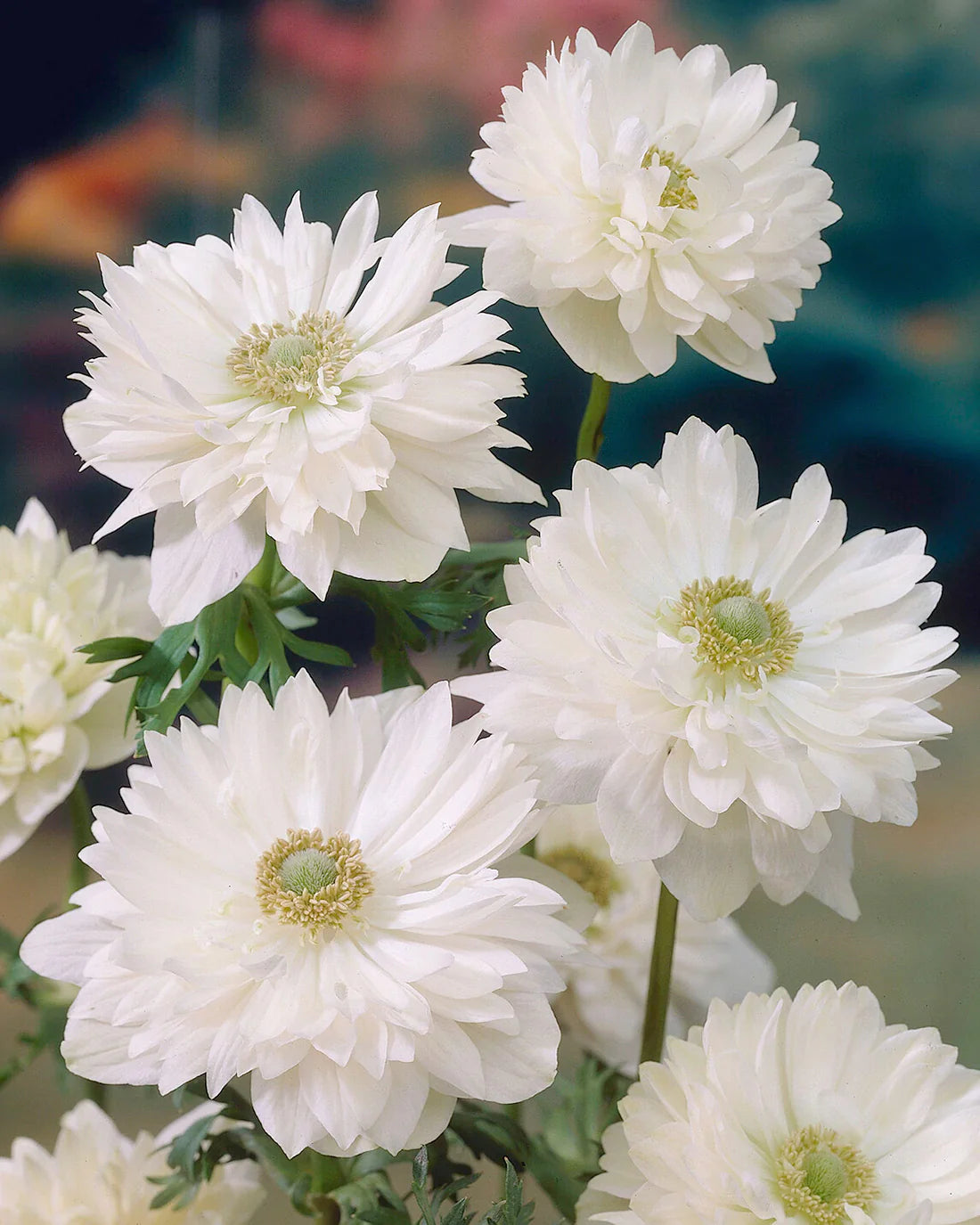 ( pre-order )  Anemone 'Mount Everest' 5 bulbs