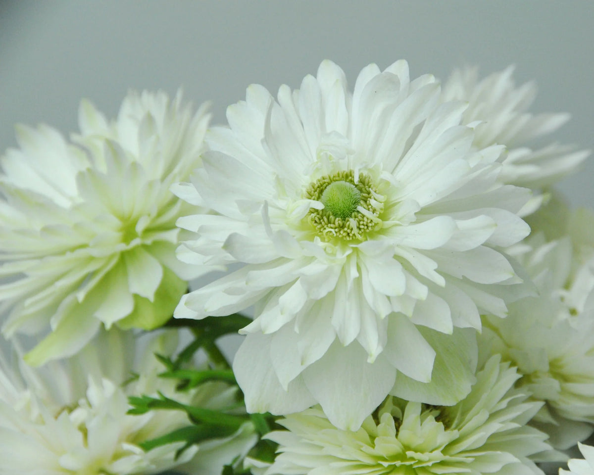 ( pre-order )  Anemone 'Mount Everest' 5 bulbs