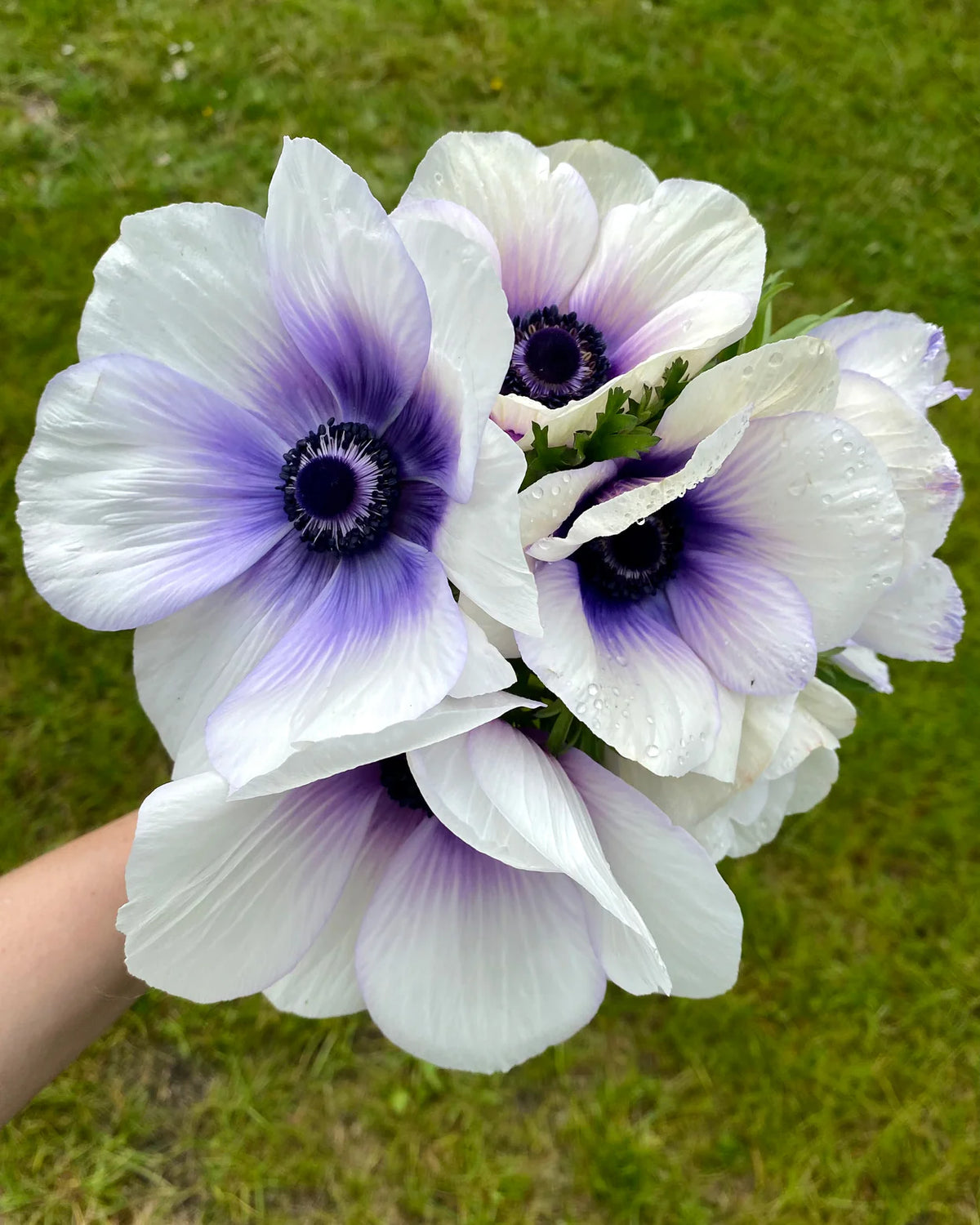 ( pre-order ) Anemone 'Rainbow Blue & White' 5 bulbs