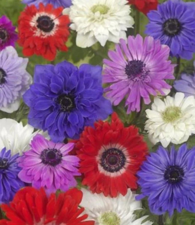 Mix - en mélange Anemone