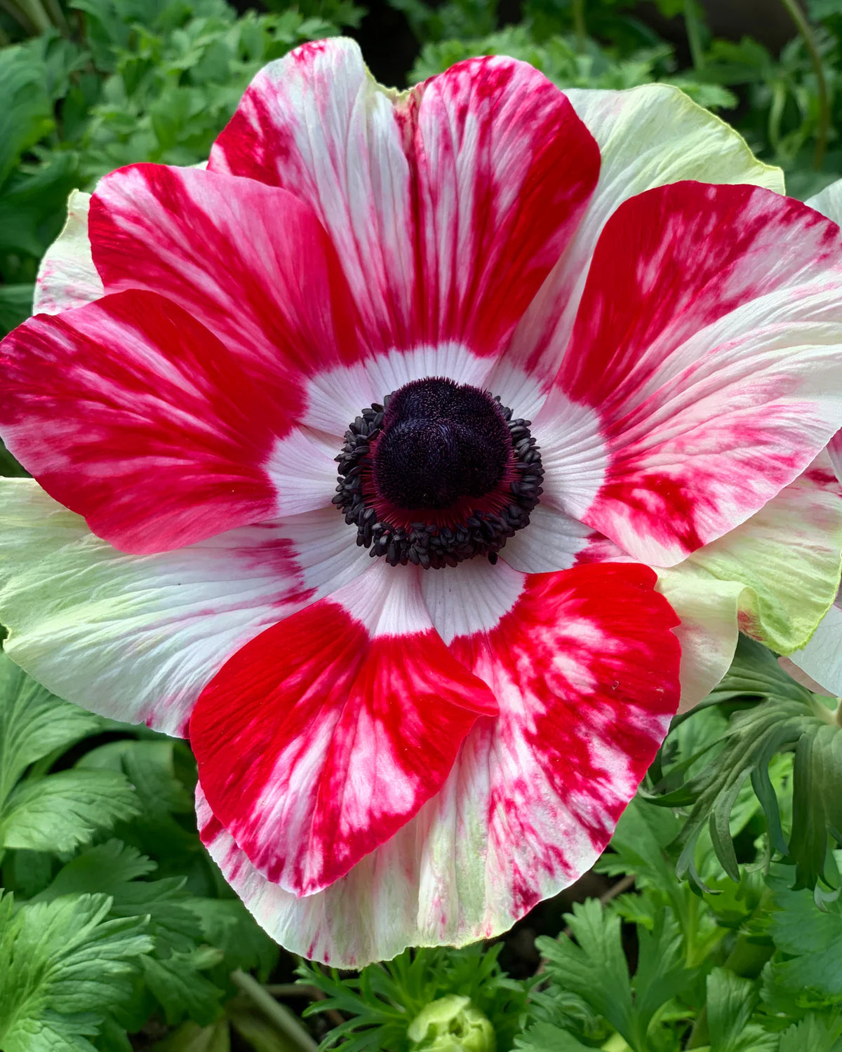 ( pre-order ) Anemone 'Mistral® Tigre' 5 bulbs
