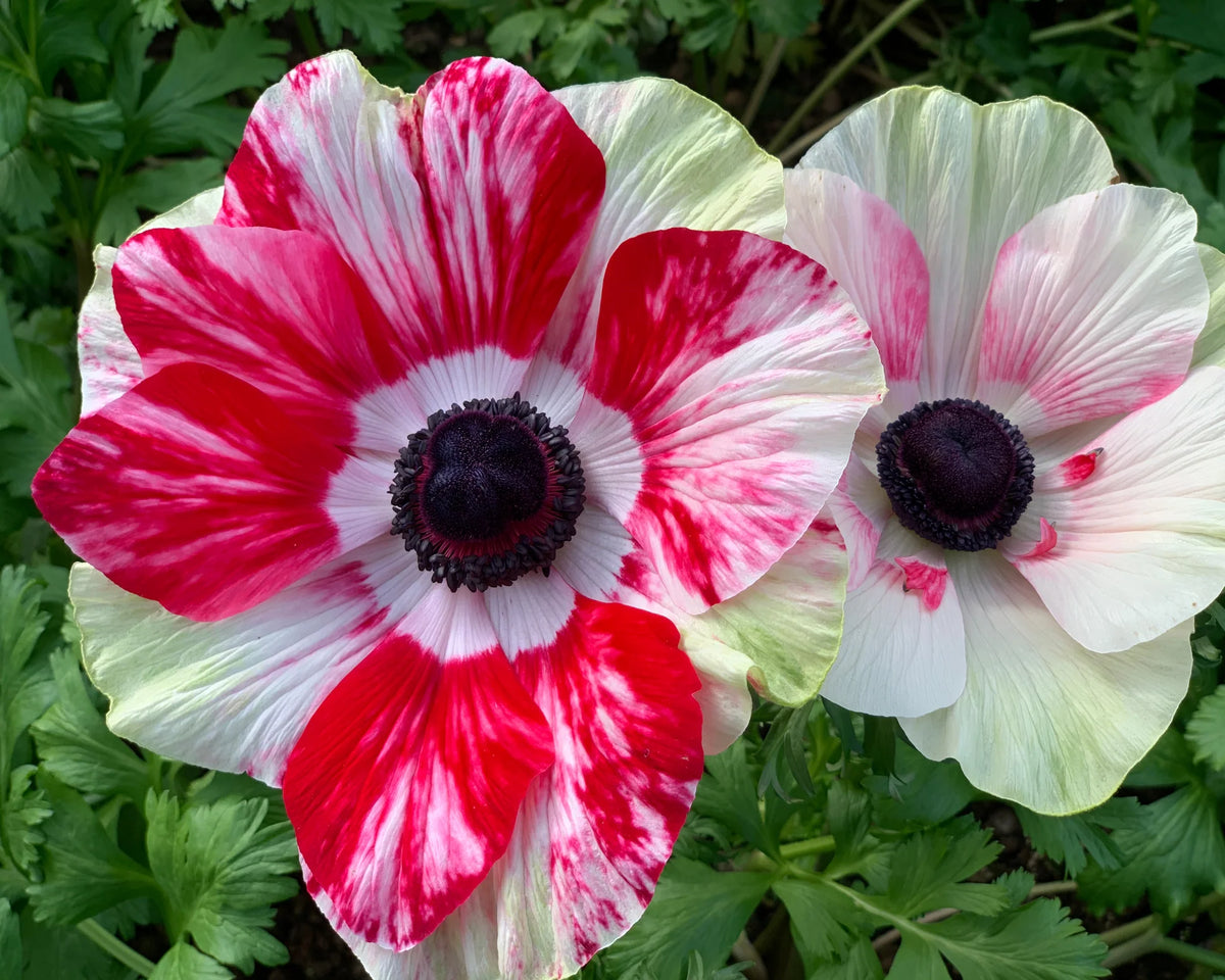 ( pre-order ) Anemone 'Mistral® Tigre' 5 bulbs