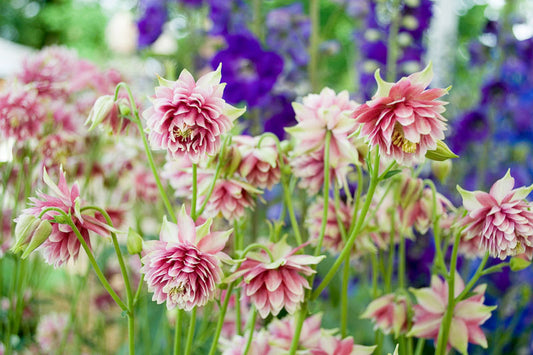 Aquilegia vulgaris var. stellata "Bordeaux Barlow' Granny's Bonnet, .Columbine.