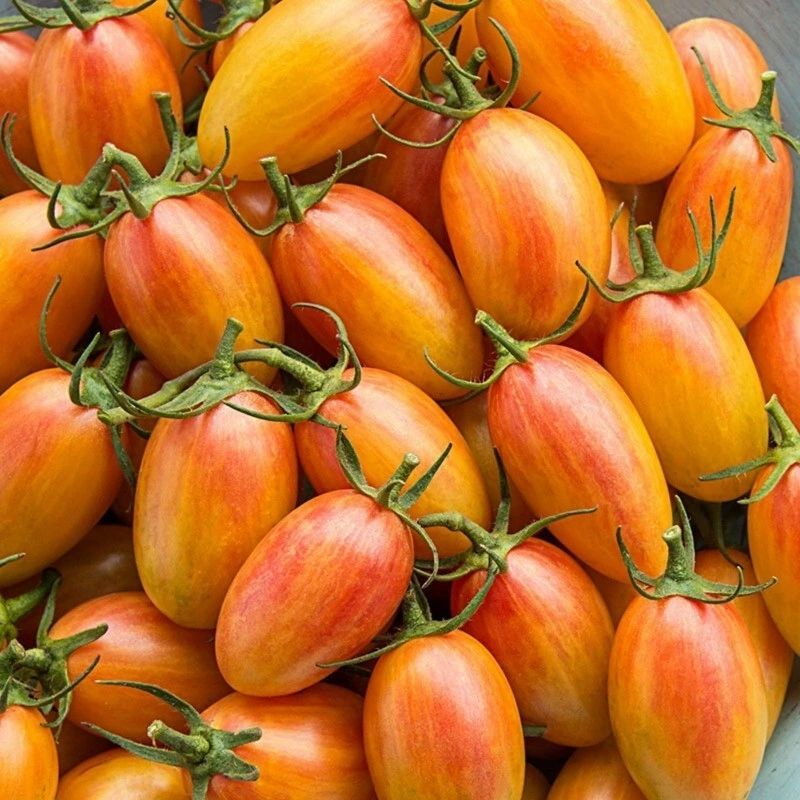 Artisan Tomatoes BLUSH