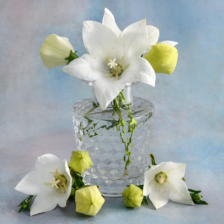 BALLOON FLOWER FUJI WHITE