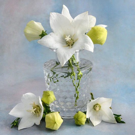 BALLOON FLOWER FUJI WHITE