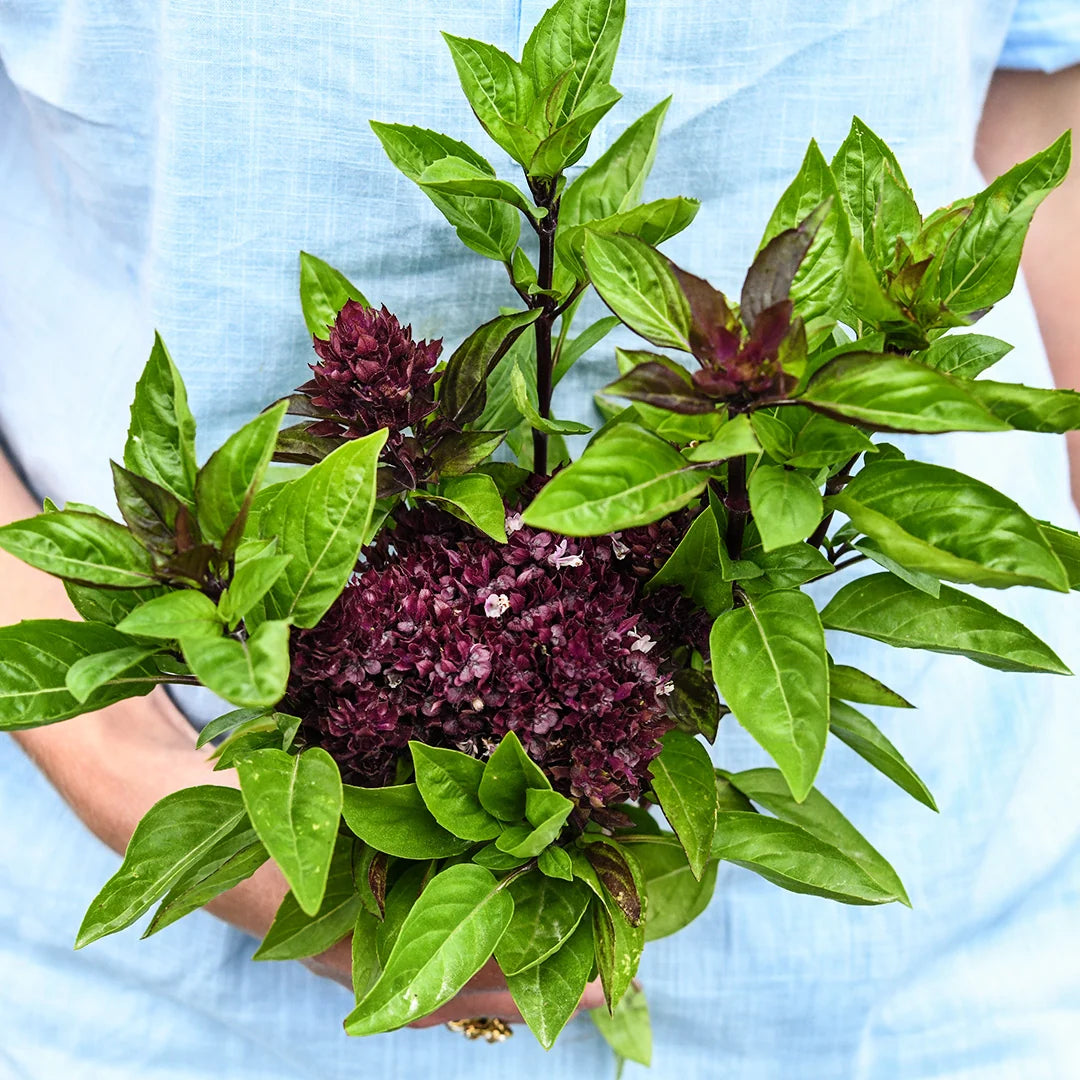 Basil Cardinal