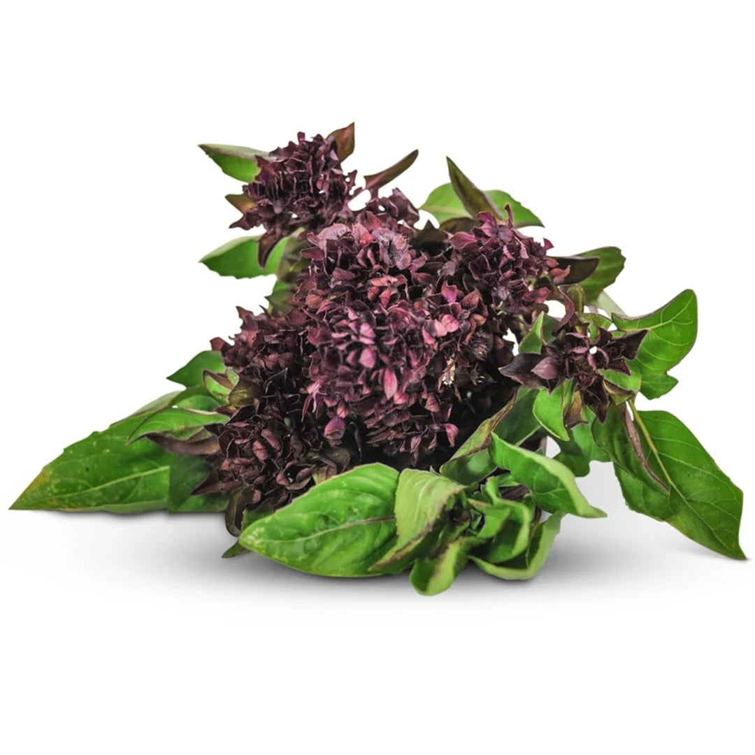 Basil Cardinal
