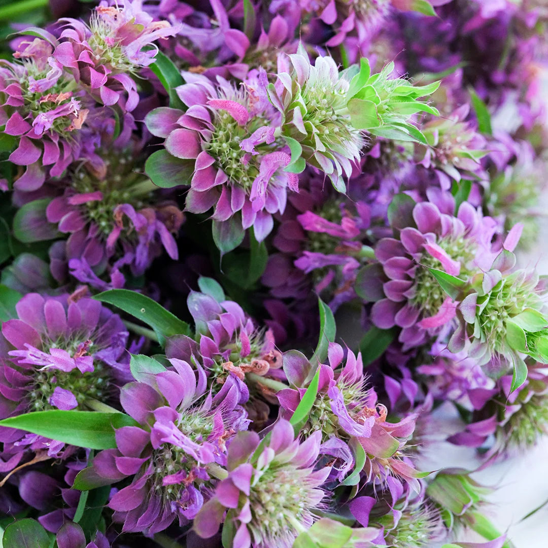 BEE BALM LEMON