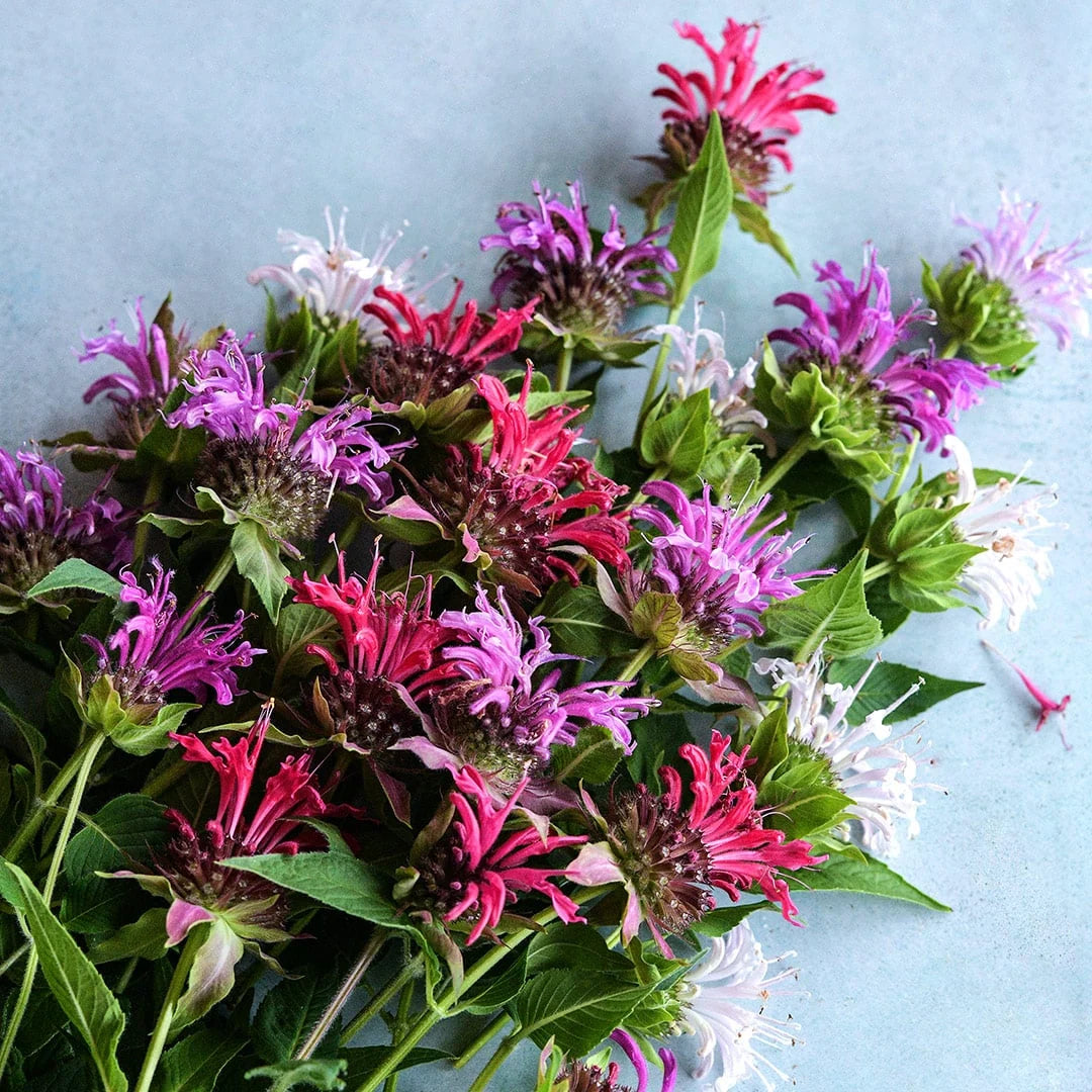 BEE BALM SPIELARTEN MIX