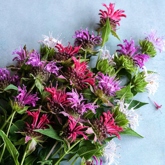 BEE BALM SPIELARTEN MIX