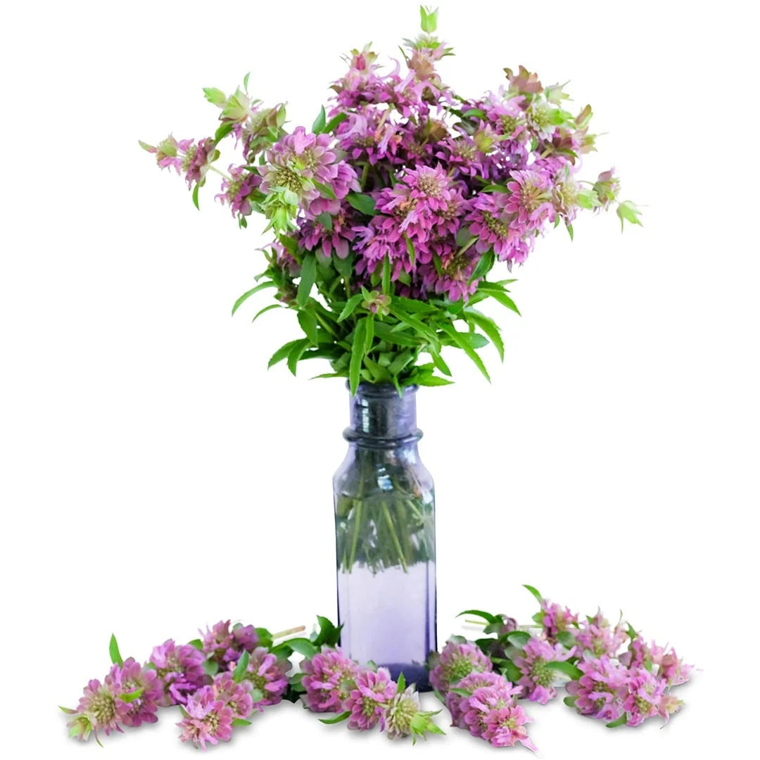 BEE BALM LEMON
