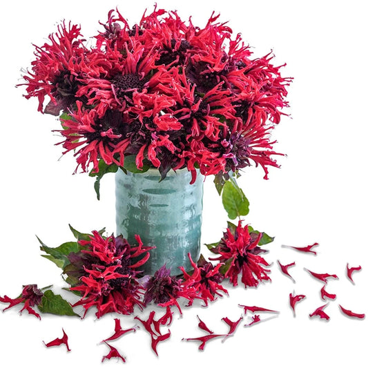 BEE BALM PANORAMA RED.