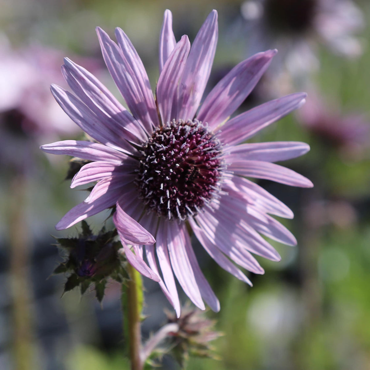 Berkheya purpurea "Zulu Warrior' Púrple Berkheya