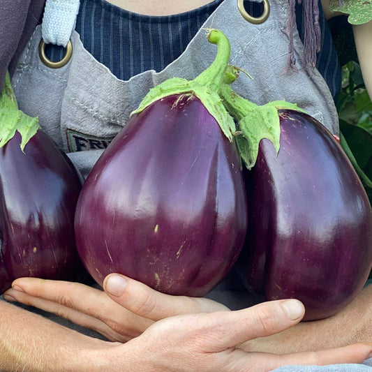 Eggplant Black Beauty