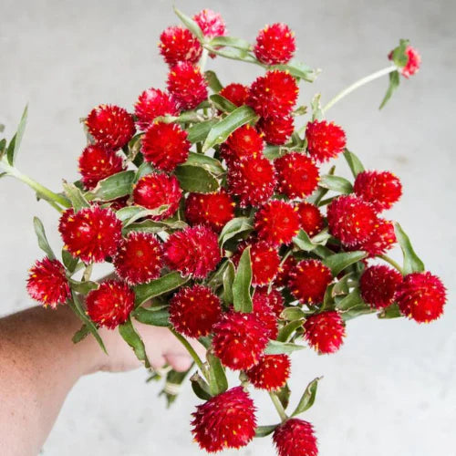 Gomphrena 'STRAWBERRY.. FIELDS.