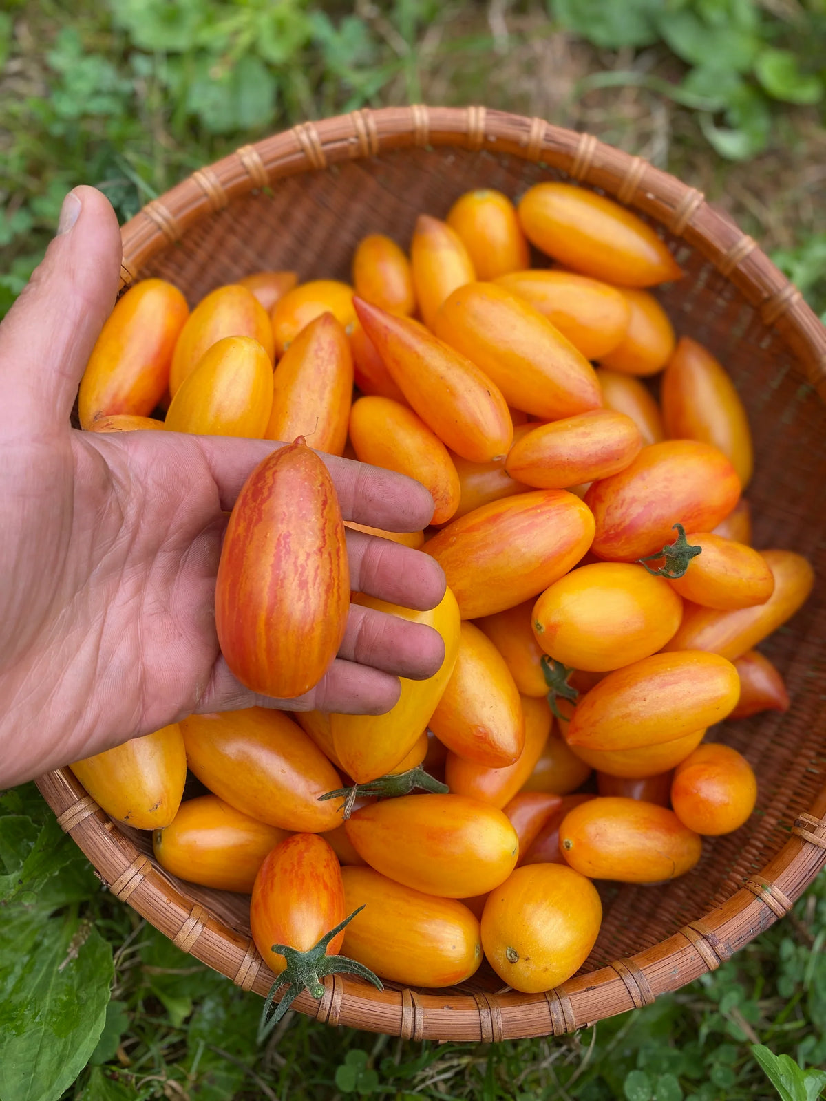 Artisan Tomatoes BLUSH