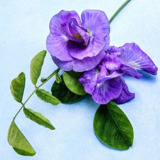 BUTTERFLY PEA LAVENDER QUEEN