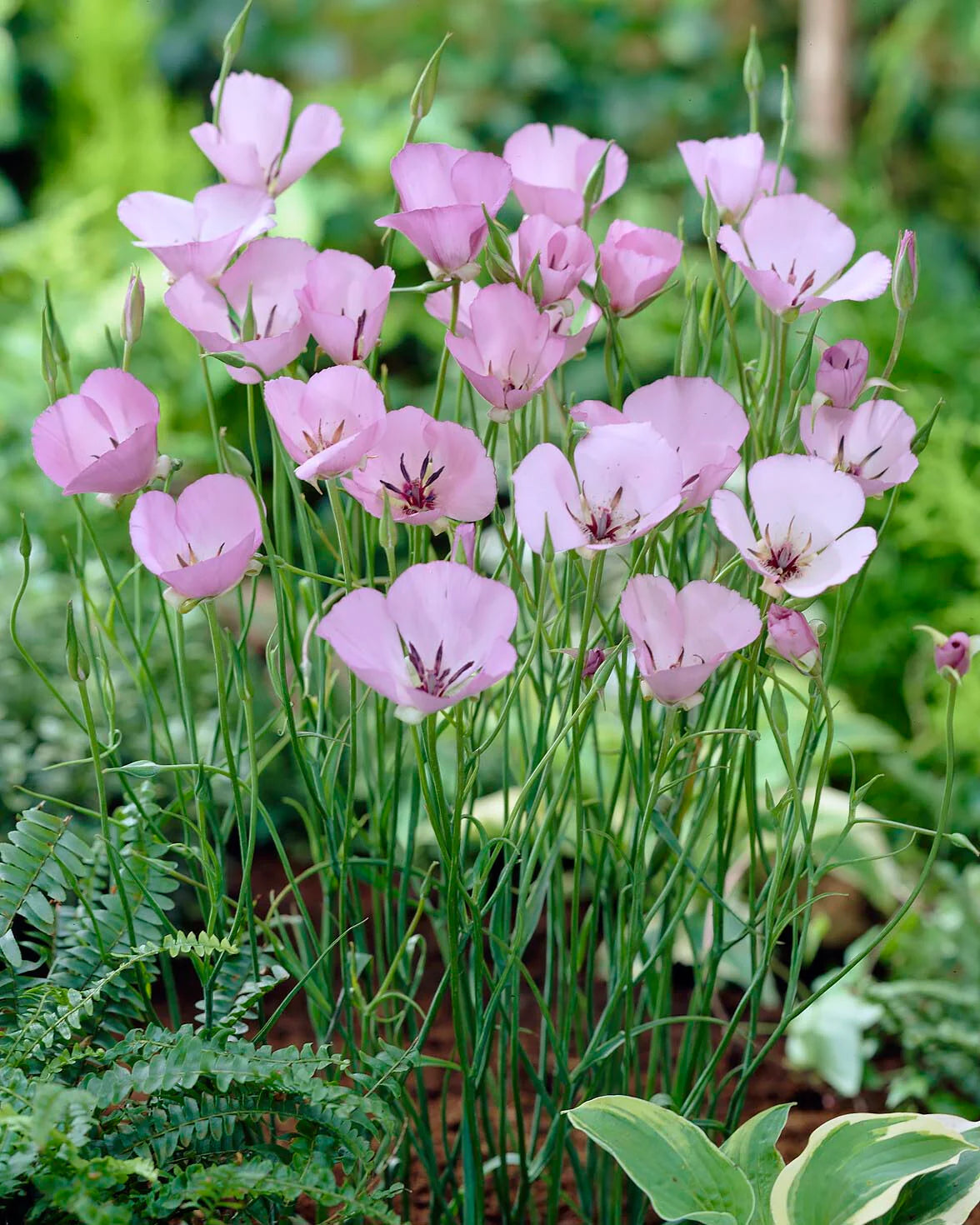 ( pre-order )Calochortus 'Cupido' "Monterey mariposa lily" 10 bulbs