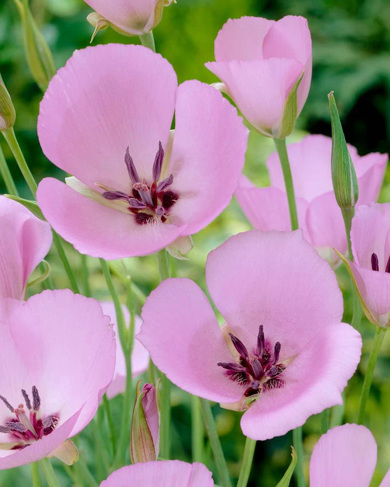 ( pre-order )Calochortus 'Cupido' "Monterey mariposa lily" 10 bulbs