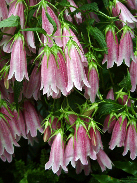 Campanula takesimana Korean Bellflowe