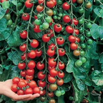 Cerise Cherry Tomatoes