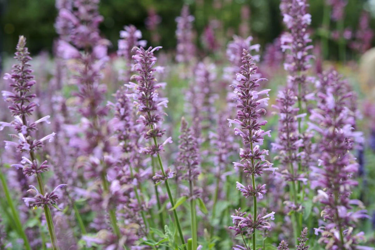 AGASTACHE ROSE MINT