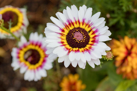 Chrysanthemum (Annual) carinatum • Tricolor Daisy