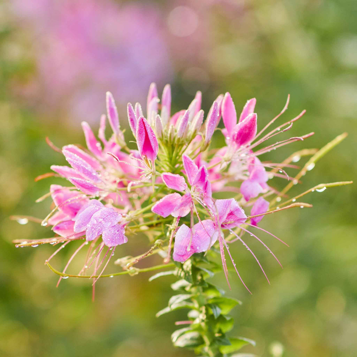 CHERRY QUEEN CLEOME