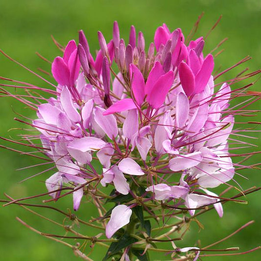ROSE QUEEN CLEOME